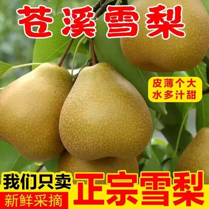 苍溪新鲜现摘皮薄肉厚水分足口感清甜苍溪雪梨
