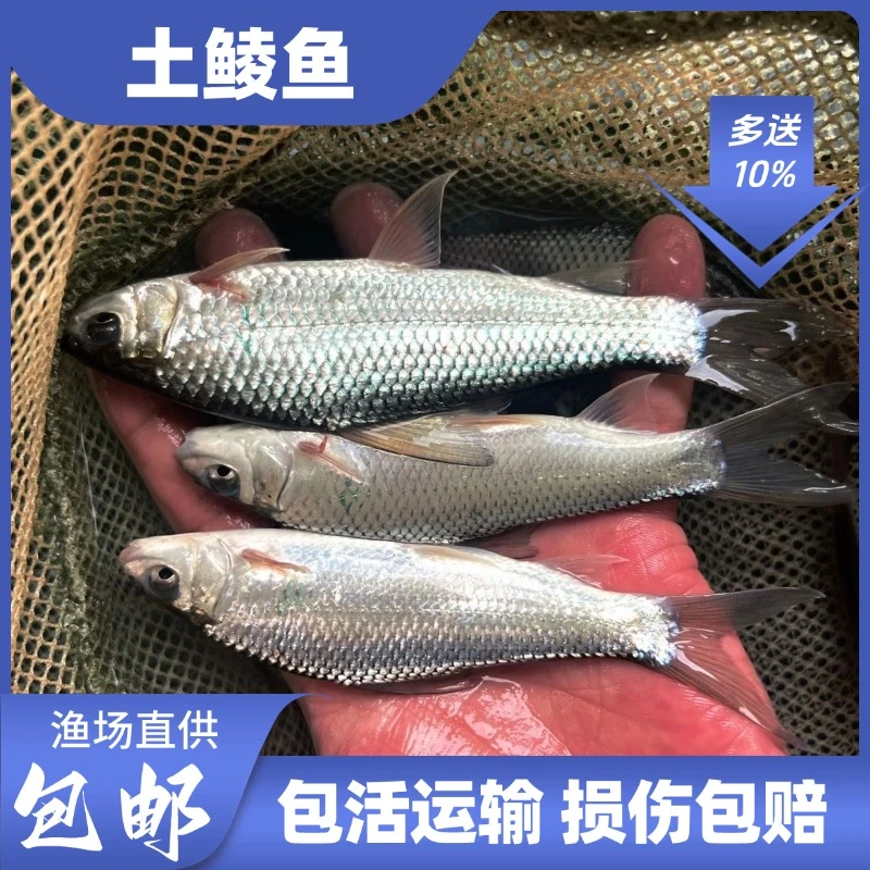 土鲮鱼 活体鱼罐头鱼饲料鱼观赏宠物饲养淡水鱼