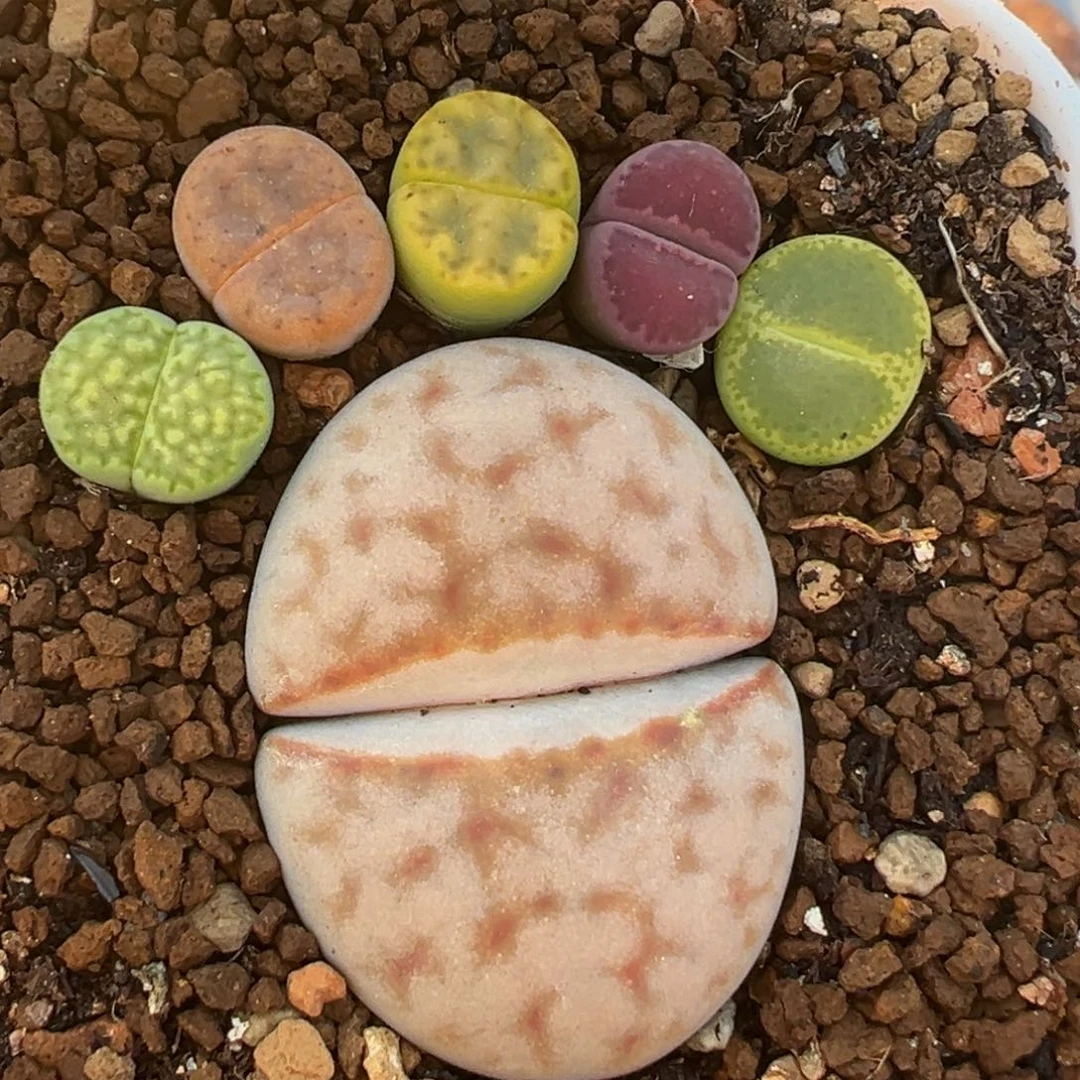 85多肉植物百科植物