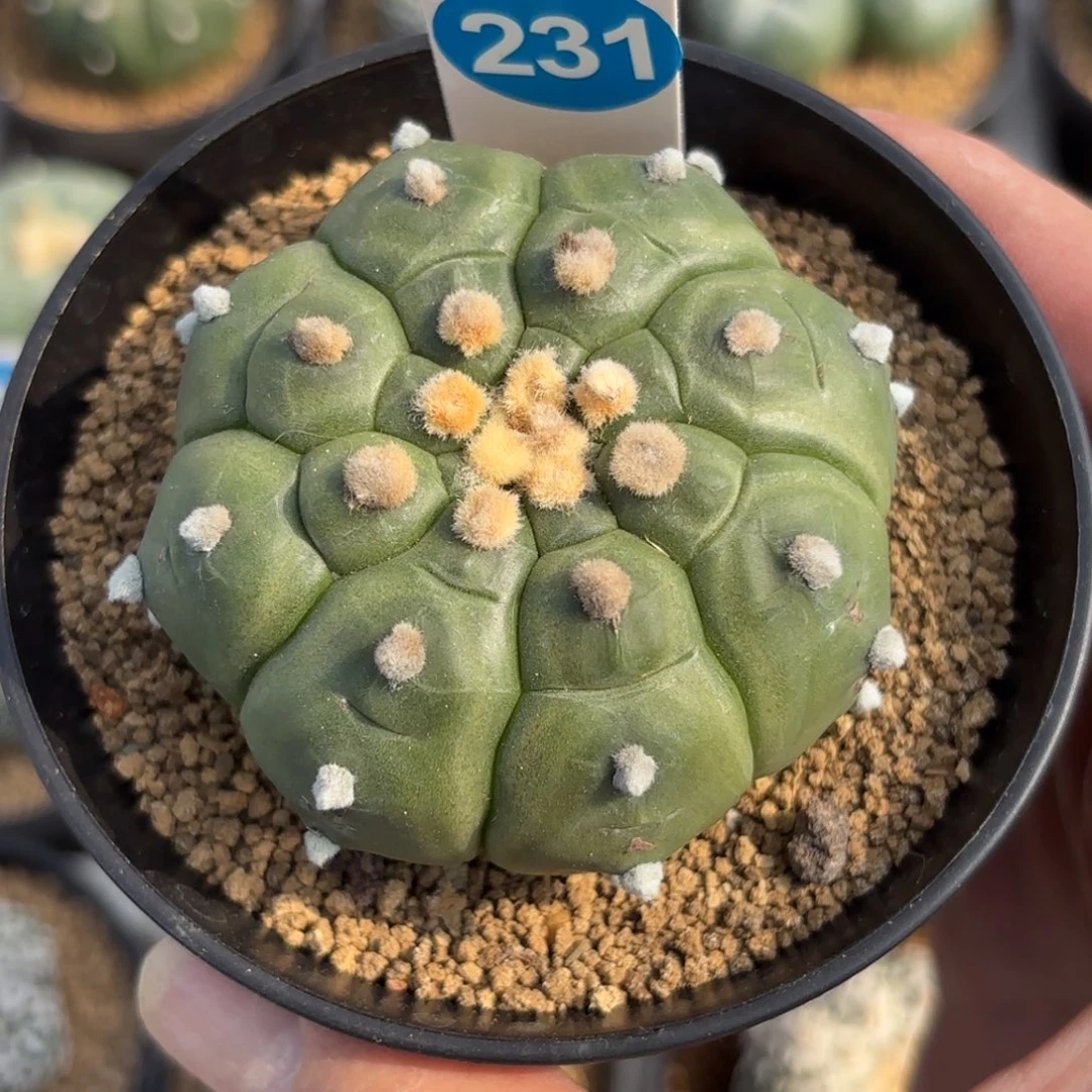 231实生龟甲兜带盆带土