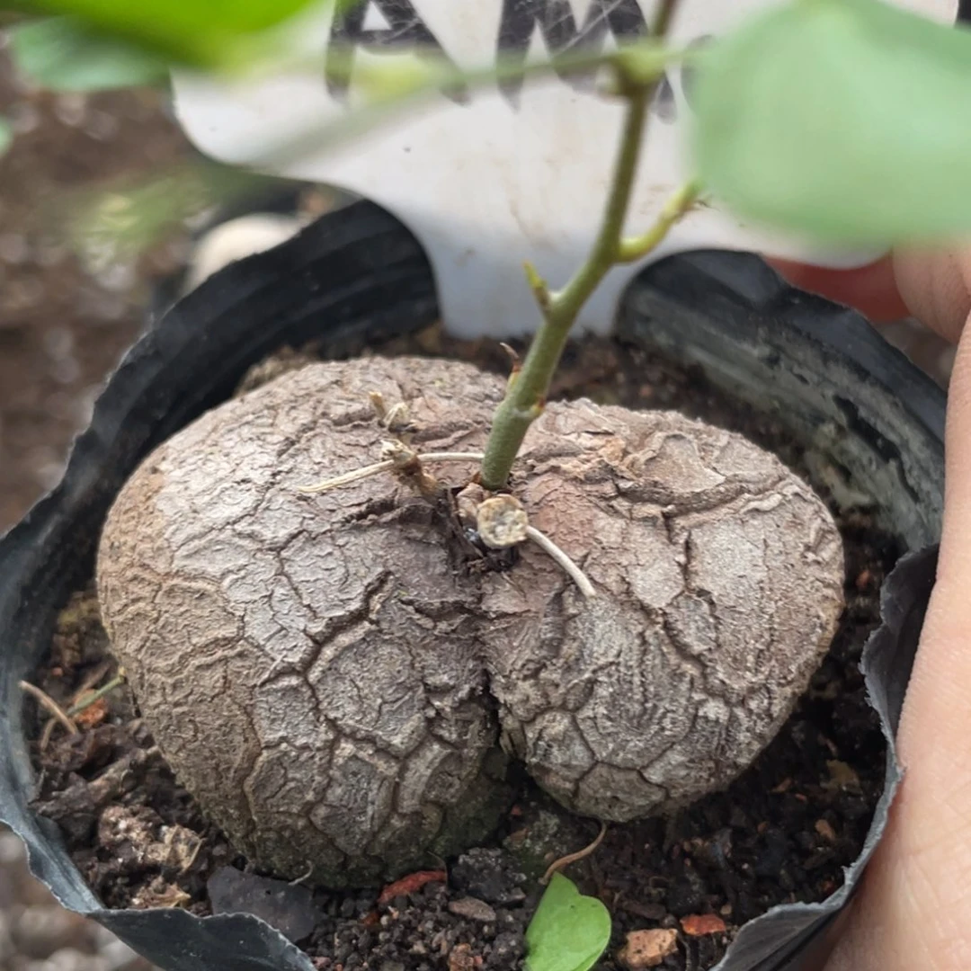 异型，龟甲龙5.2公分