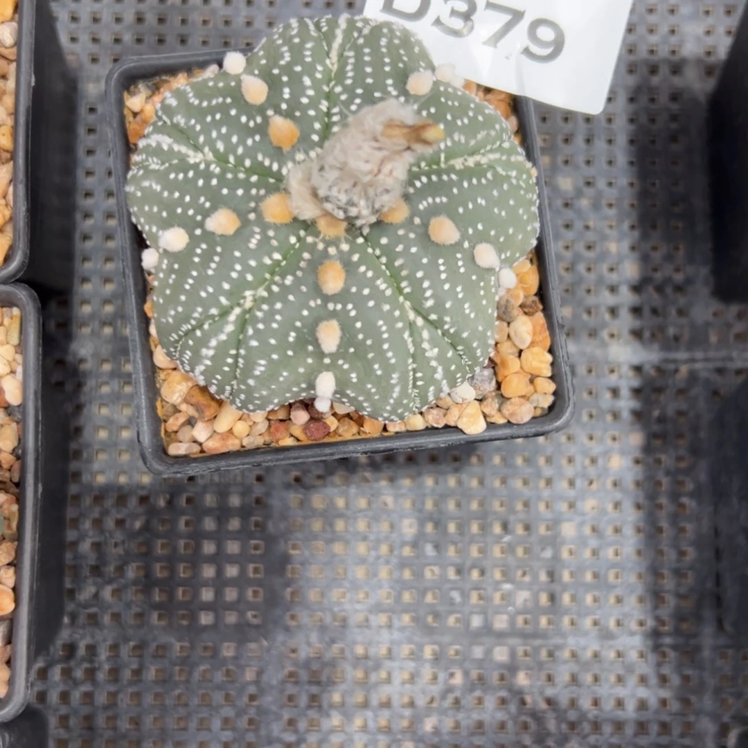 烟*昧D379号兜仙人球多肉植物