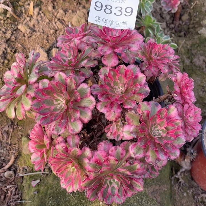 9839红铜的人多肉的