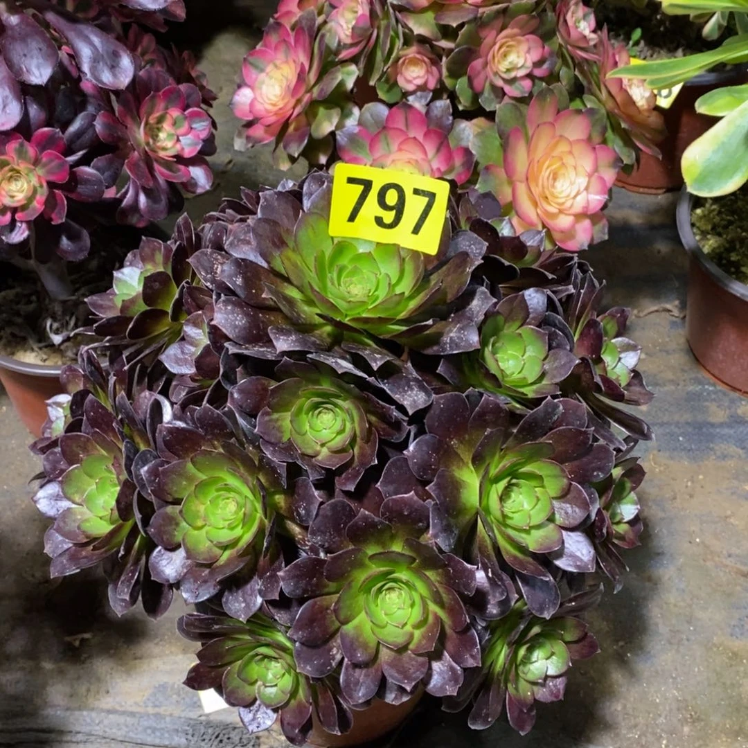 黑魔多肉法师797