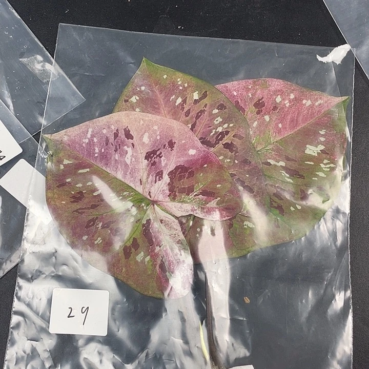 无花朵Q307紫花脸