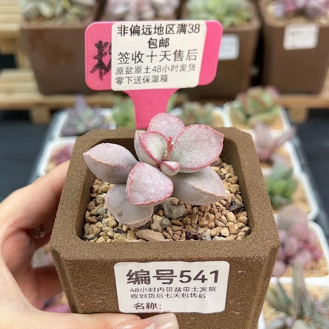 541金牛座多肉植物