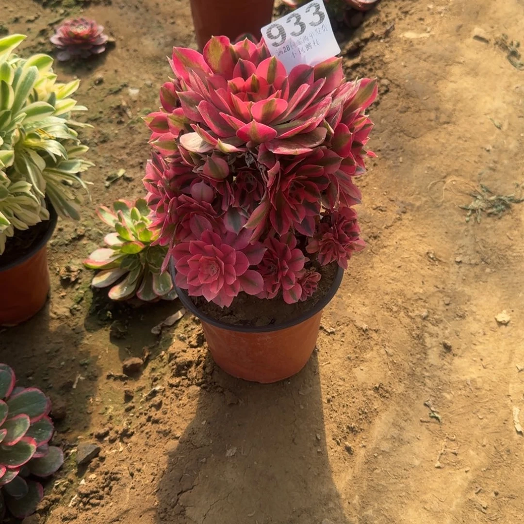 嗯*嗯933号女巫母本清棚不包损