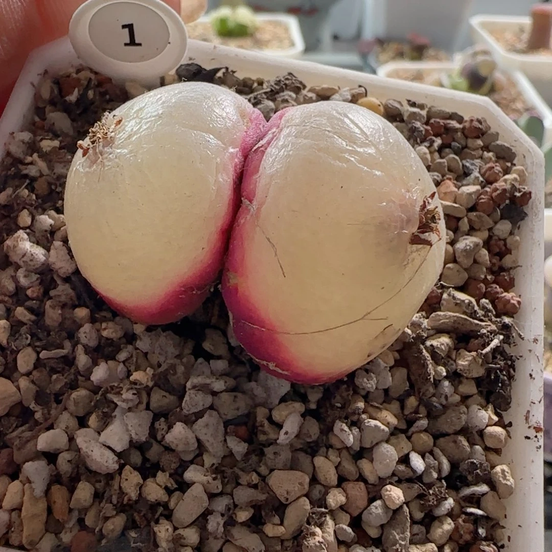 漂亮双头灯泡。