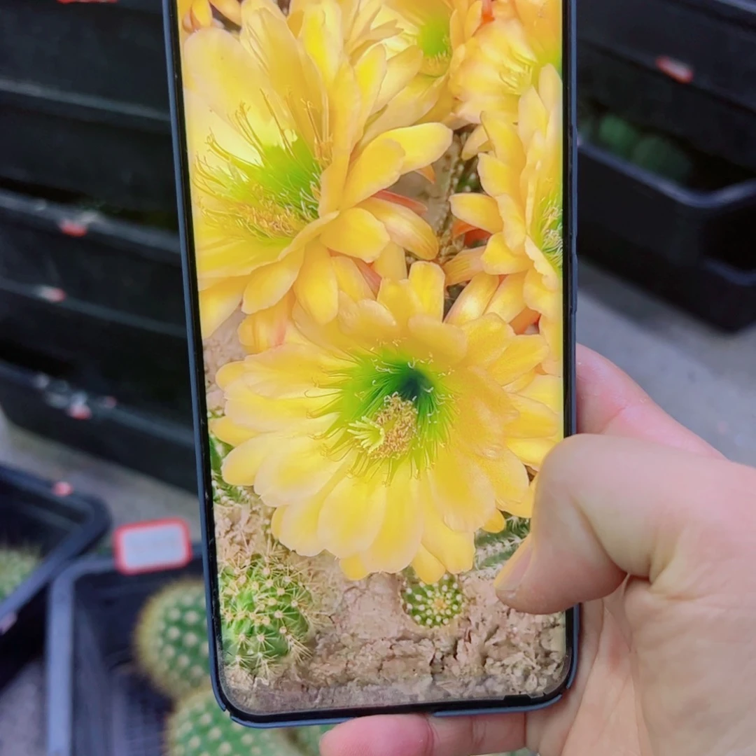 下8毛绿眼睛 歪无根侧芽5公分左右20包邮