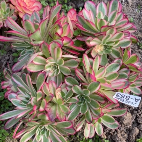 853倾城砍过满25包邮多肉