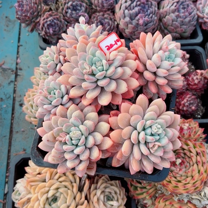 婷*精品多肉植物老桩