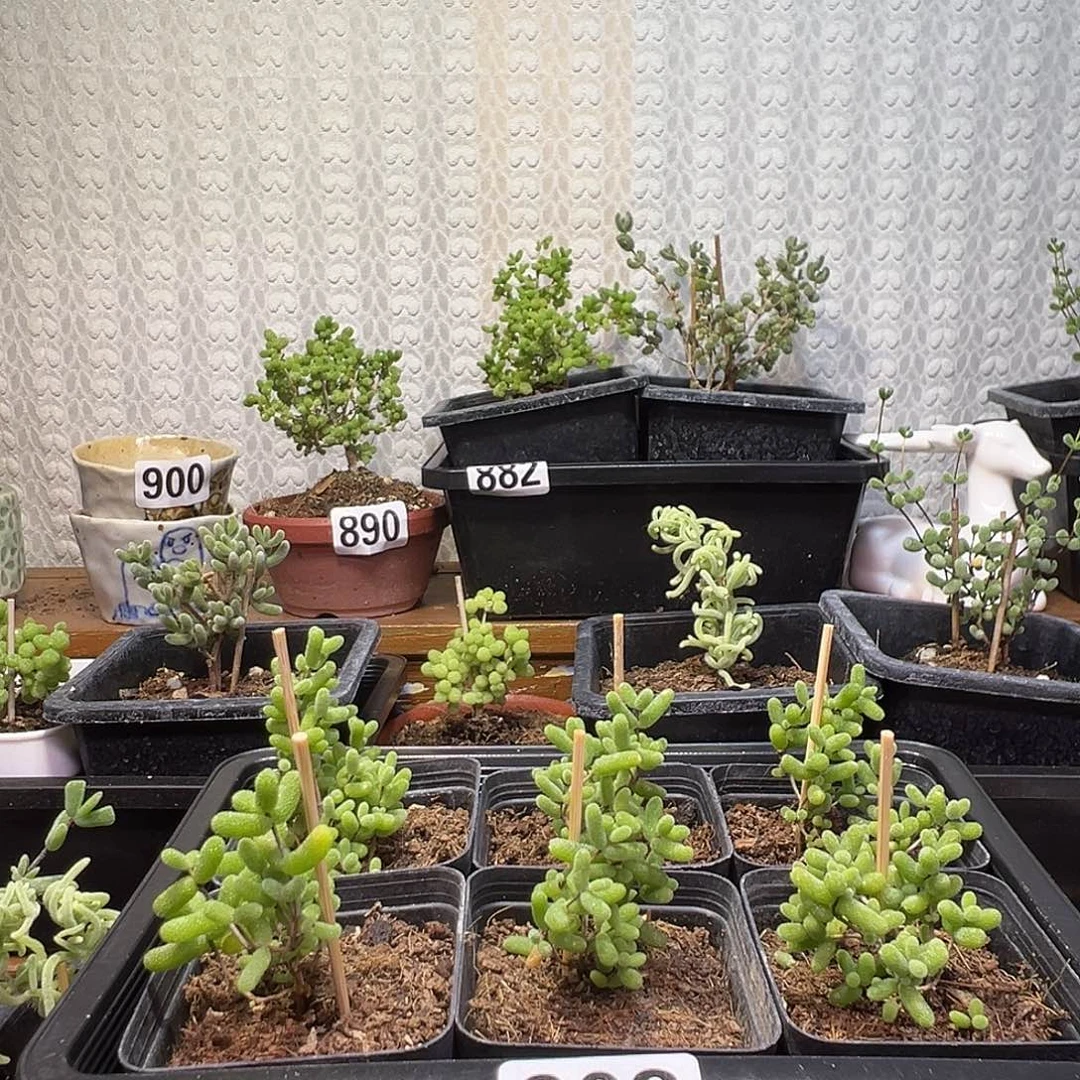 枝干番杏多肉植物903