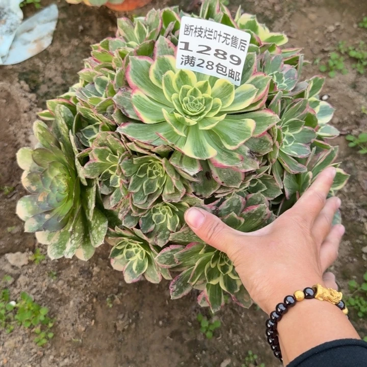1289二号棚水蜜桃A