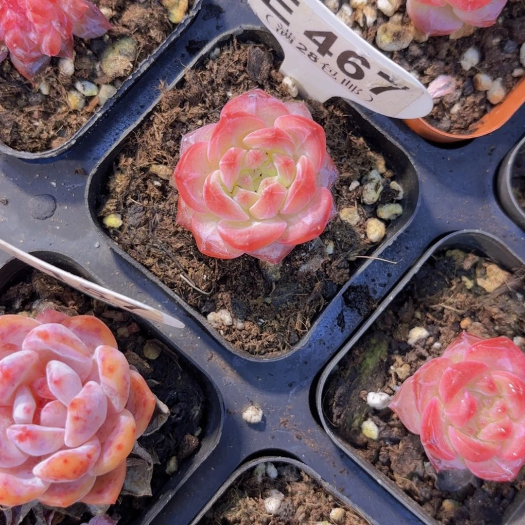 E467糖心一物一拍