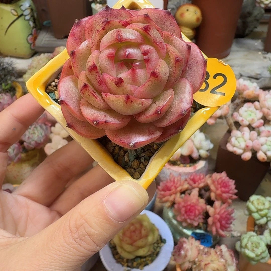 82 多肉含盆土 30元包邮非偏远