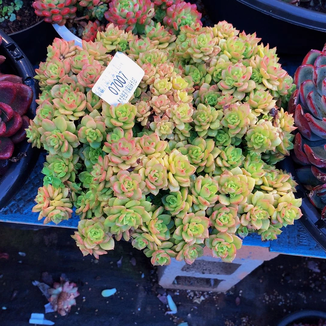 不***弃   黄金蜡牡丹多肉07007