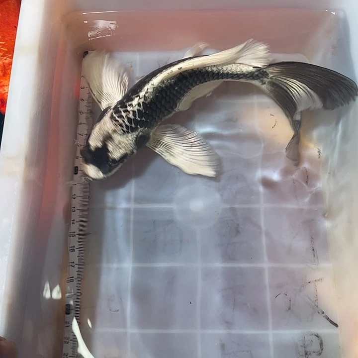 蝴蝶鲤鱼渔场直发74