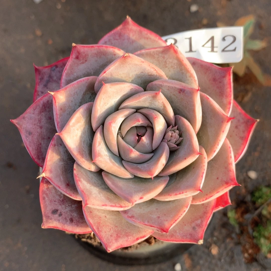 3142杂交多肉植物基地