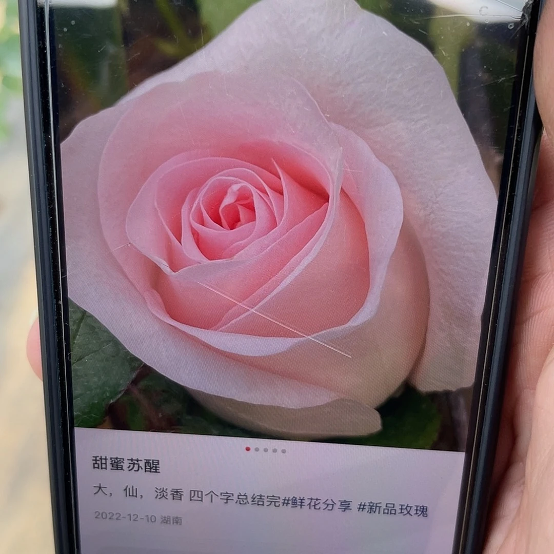 无花朵———甜蜜苏醒 福利款