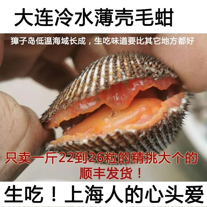 鲜活空运现捞血蛤毛蚶赤贝可生吃四斤装营口产地
