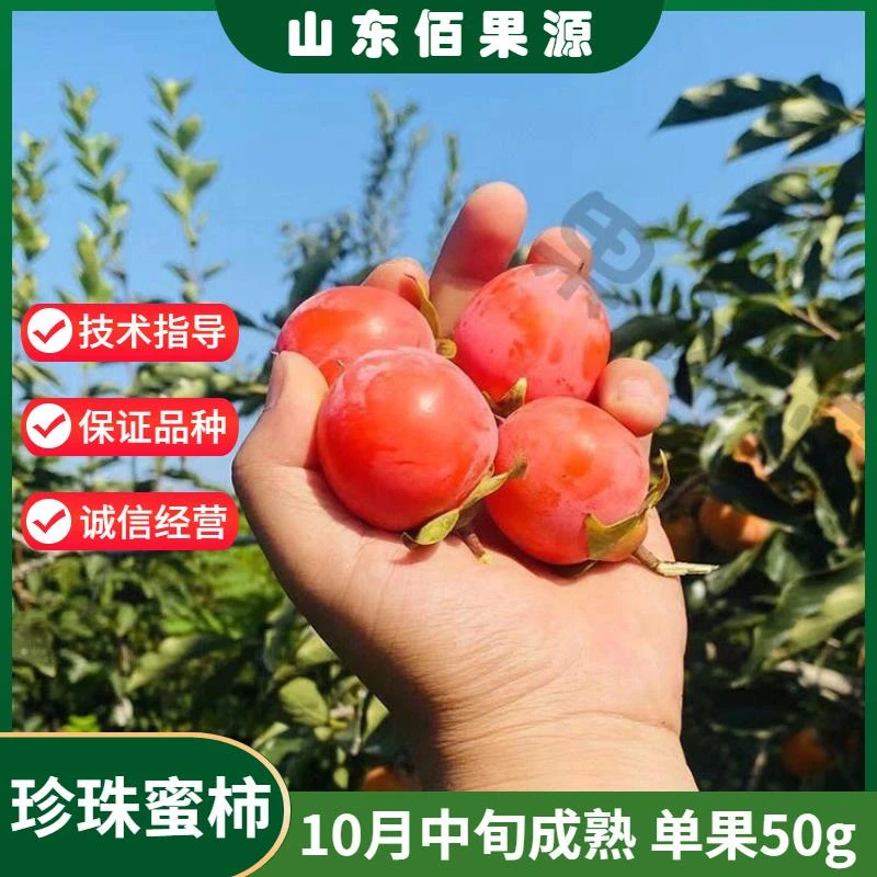 柿子树苗嫁接珍珠蜜柿南方北方软甜小柿子树果苗盆栽地栽当年结果