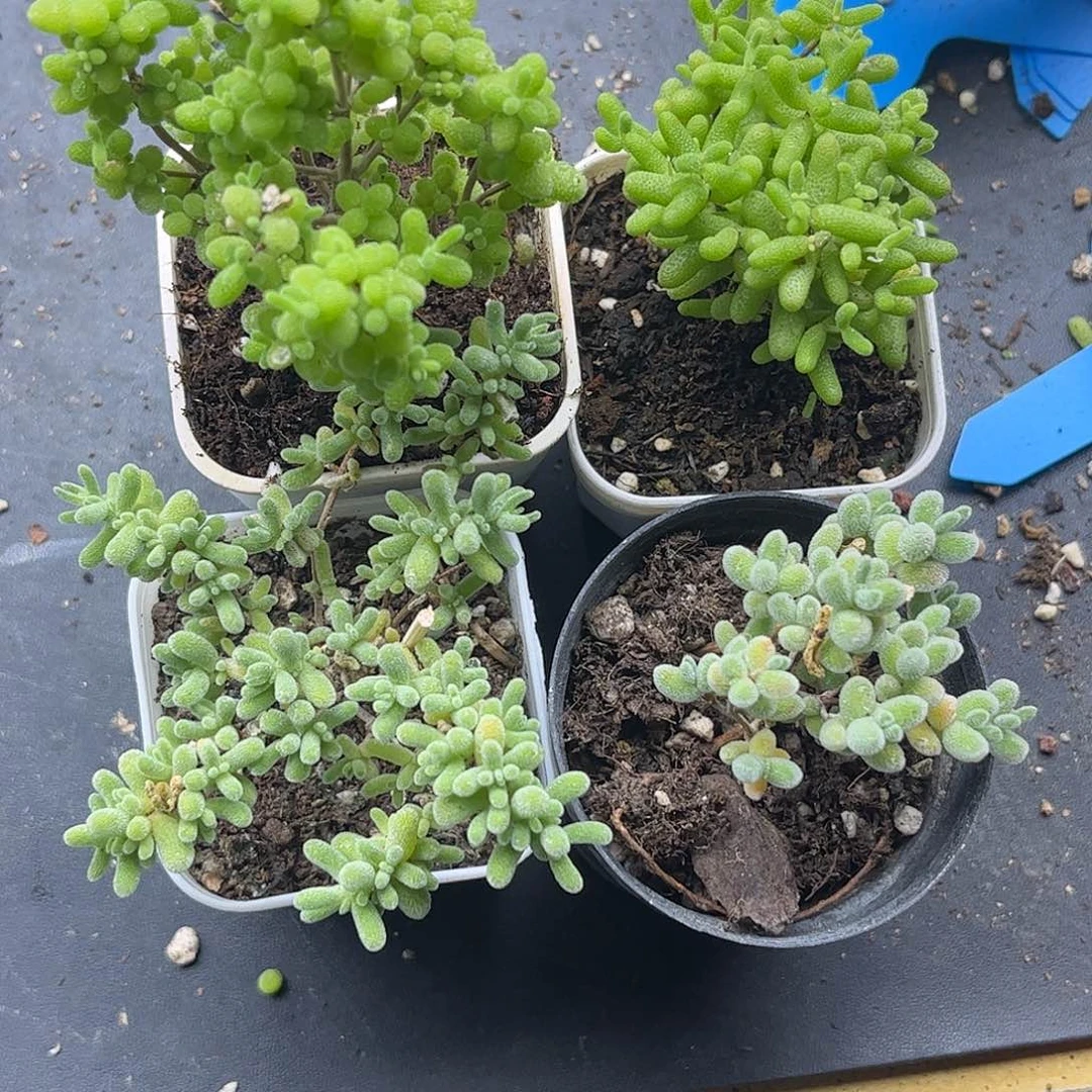 23新手套餐4颗组合