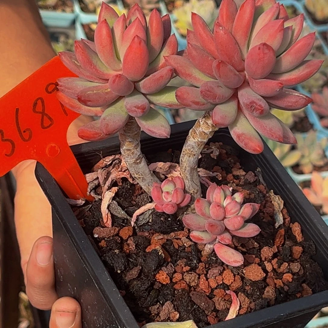 3689号上午多肉植物群生多肉