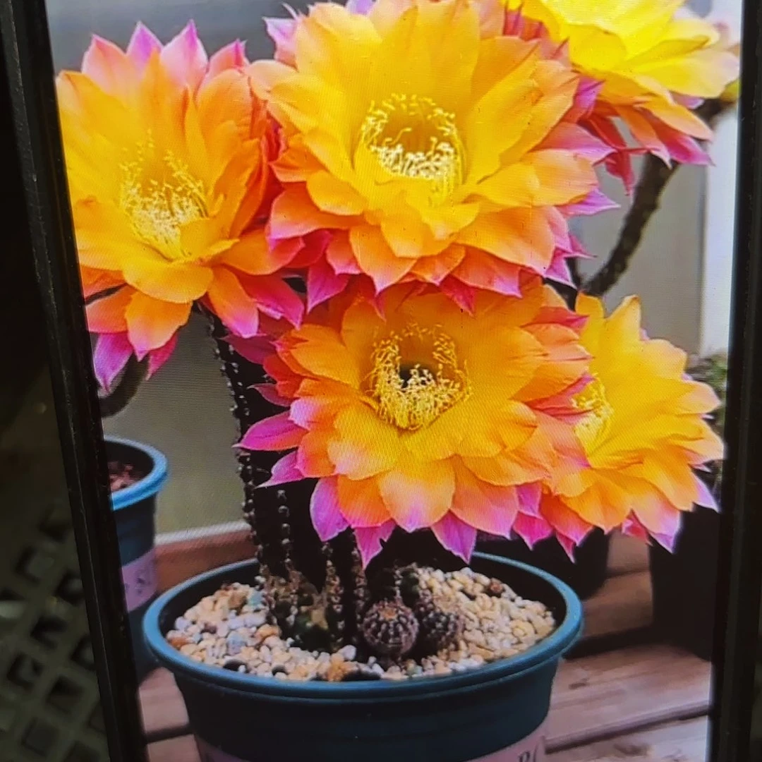 激流彩侧牙20包邮仙人球1