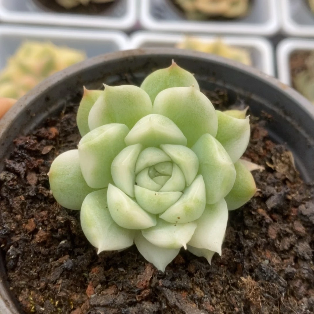 486白瓷麦秆锦锦锦锦锦锦