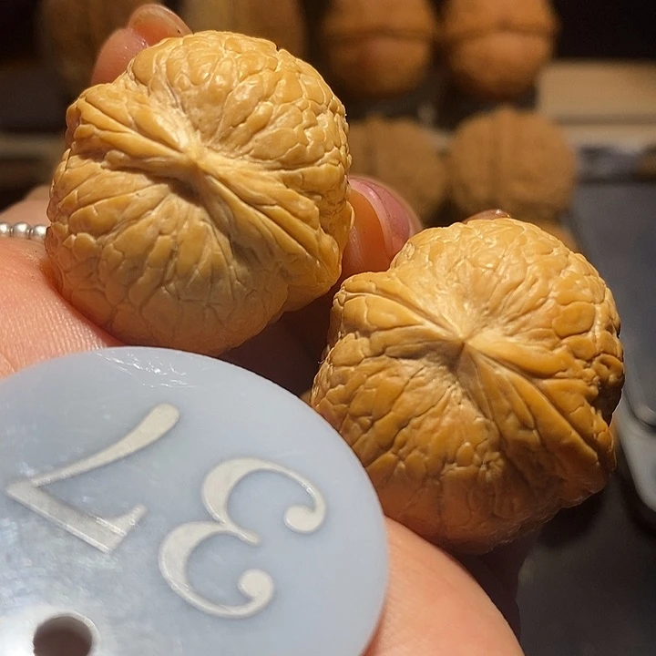 核桃粗筋大西瓜尺寸34