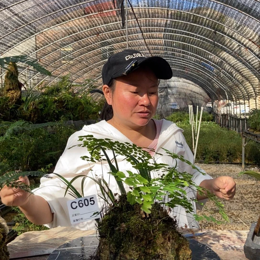 香***根无花朵1111111111111