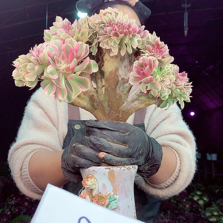 柒柒精品多肉脱土发货不包断侧枝008