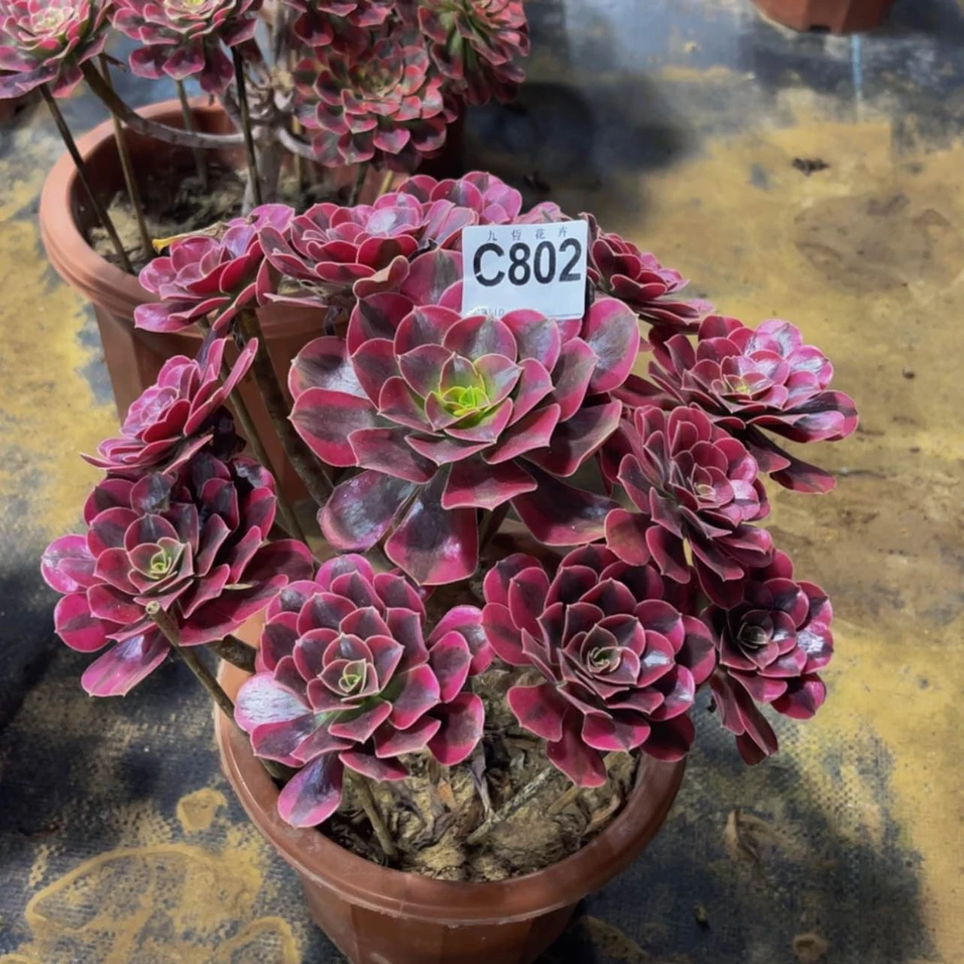 【闪购商品】80200
