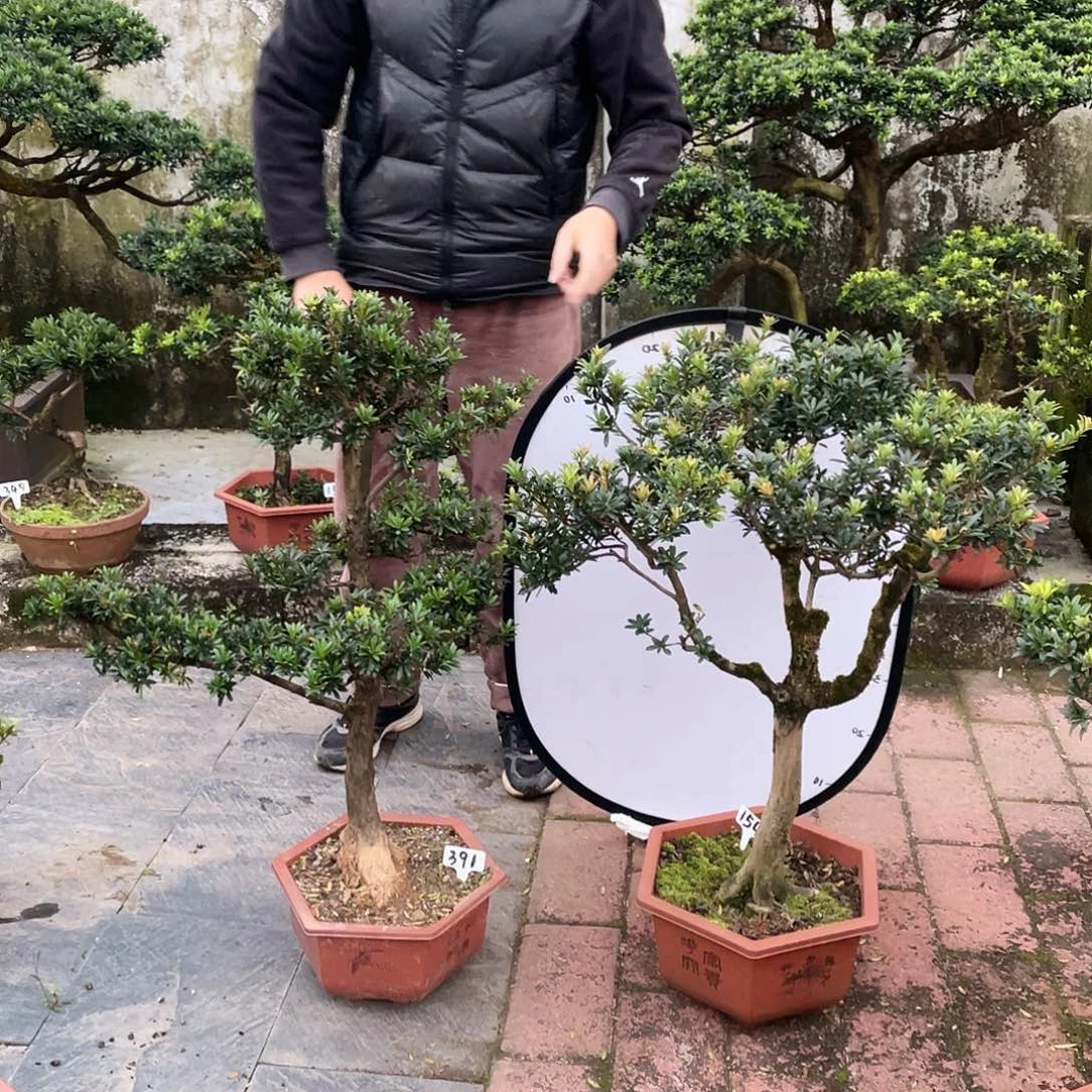 智***彬以实际为准罗汉松391/154