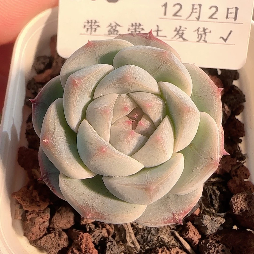 多肉1202-216福利