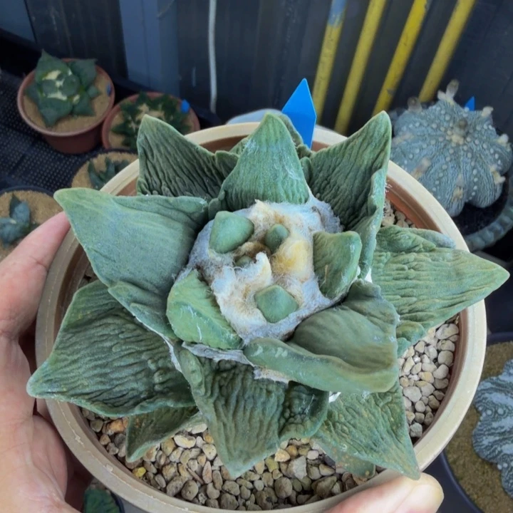 大型牛舌龙角的感觉