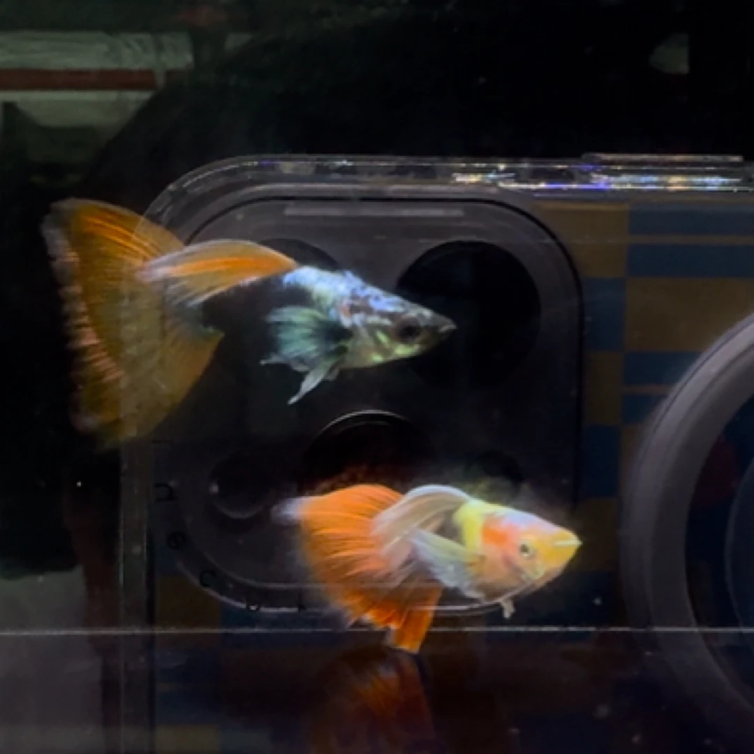 蓝礼服欧翼孔雀鱼【偏远勿拍，报损提供派件2小时内开箱视频】