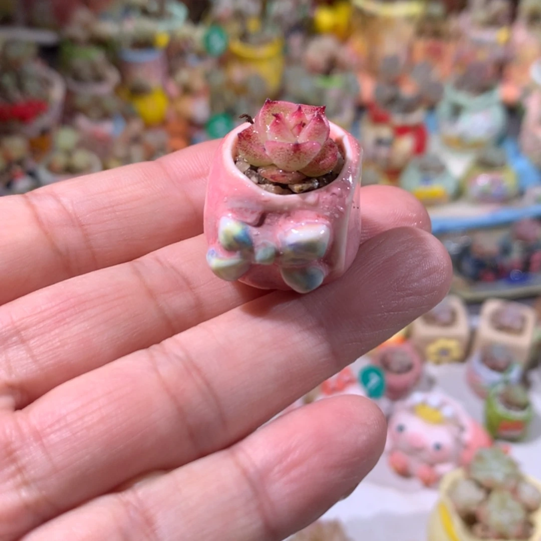 12号 麦秆带盆发货 满100包邮