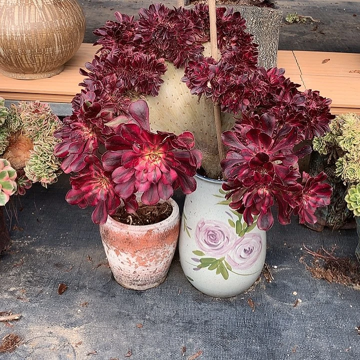 香奈儿缀脱土发货啊