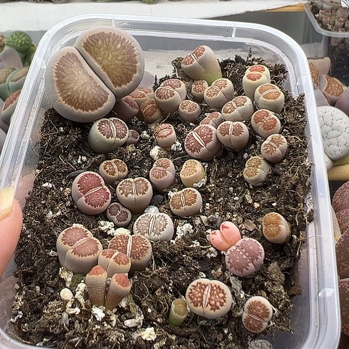 5330 小美菊中秋福利