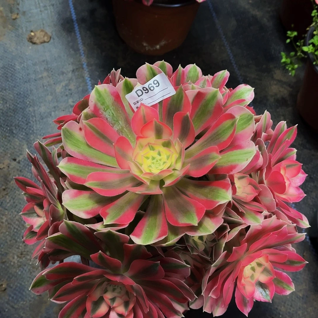 完全开放多肉植物969粉女巫