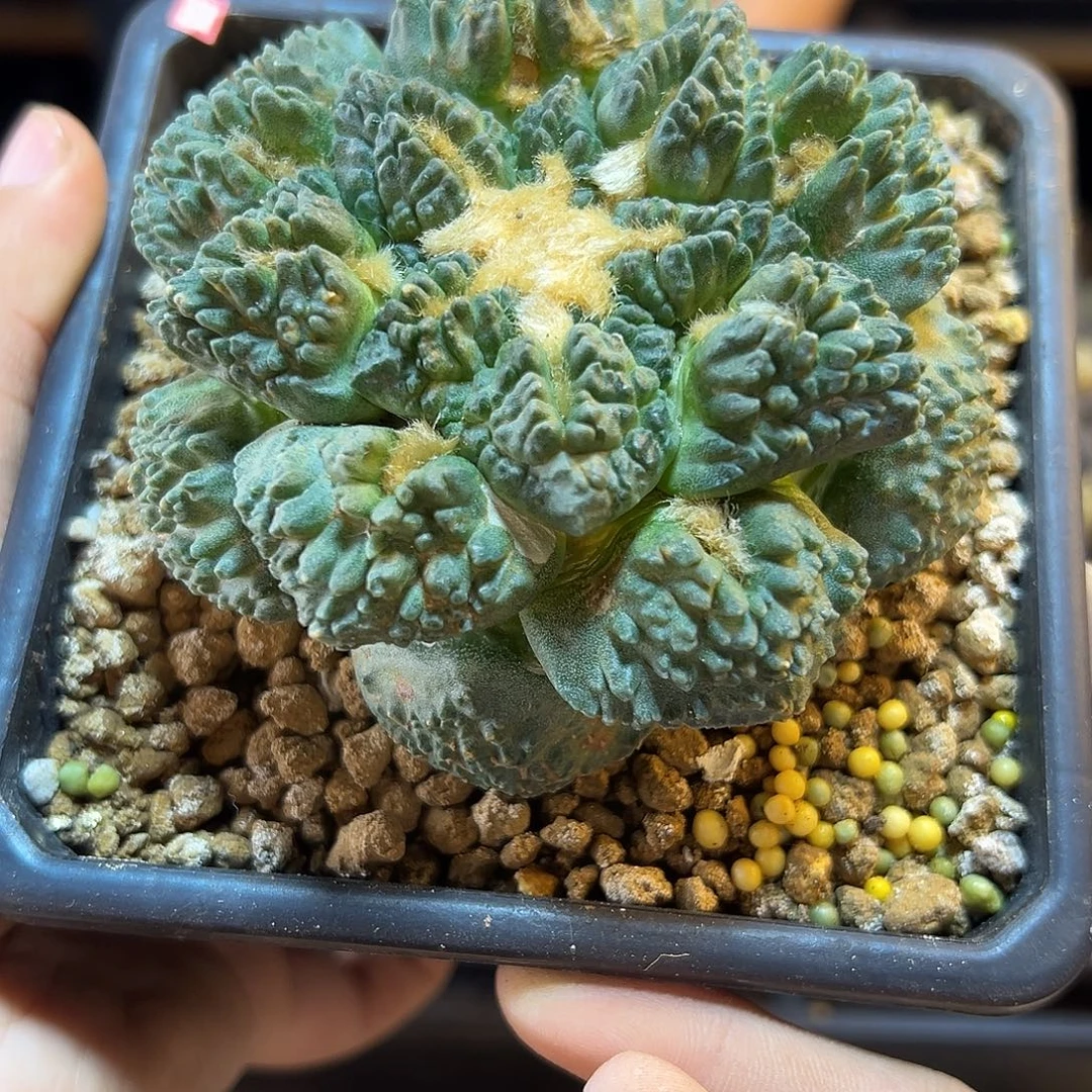 7号自根炸尤龟甲牡丹8.8公分