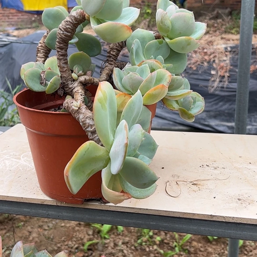 【闪购商品】无花朵漫***✨