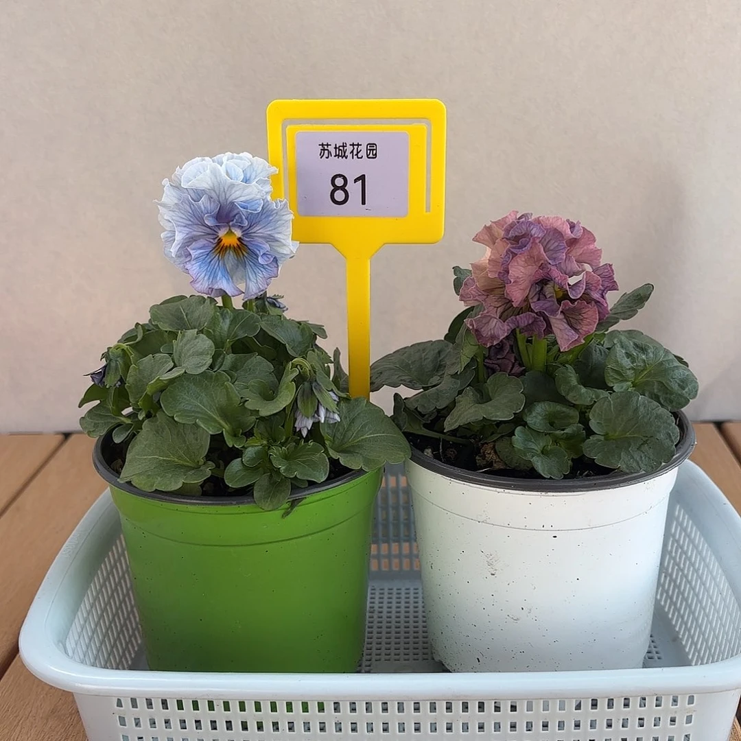 大部分开放少量花苞81