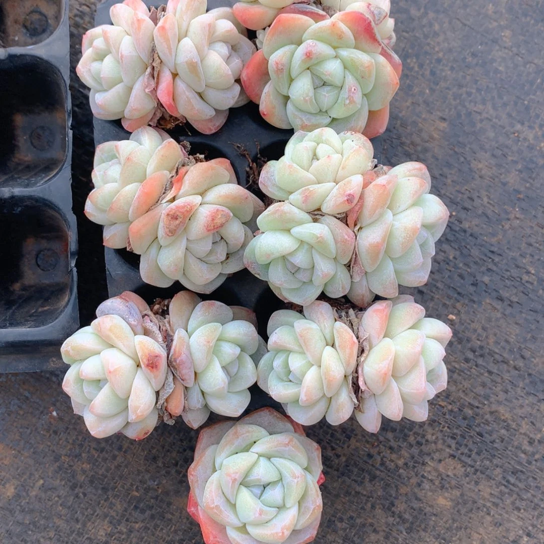 精品冰玉组合7个加保温箱