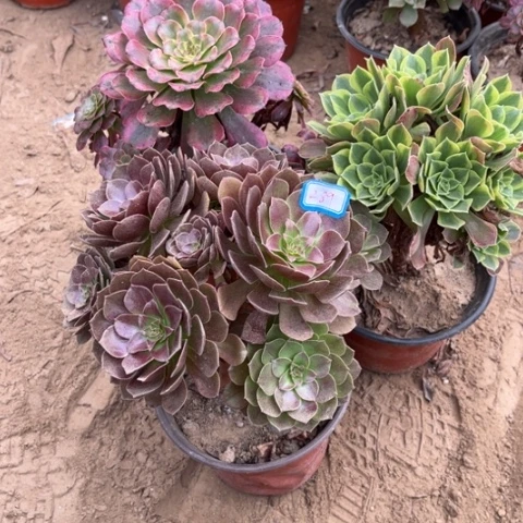 289多肉植物组合，