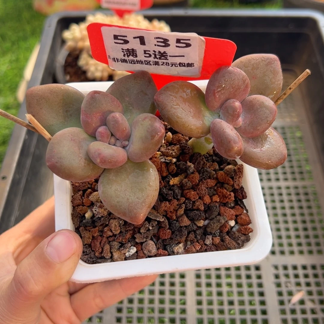 表妹精品多肉5135.