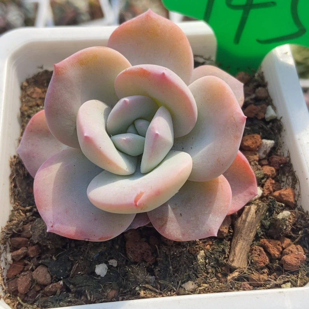 745奶茶多肉植物保护