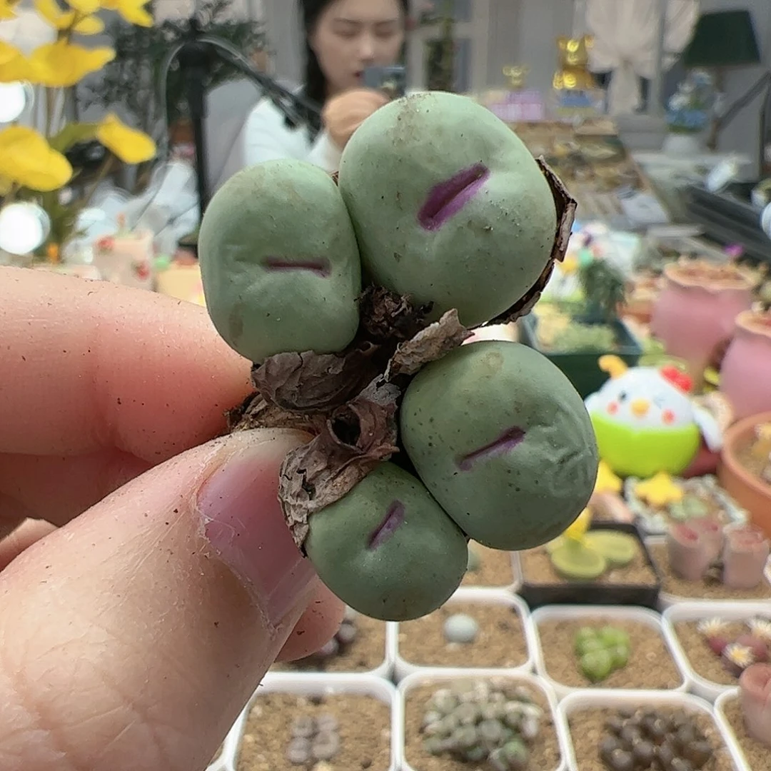 【闪购商品】27 开播福利
