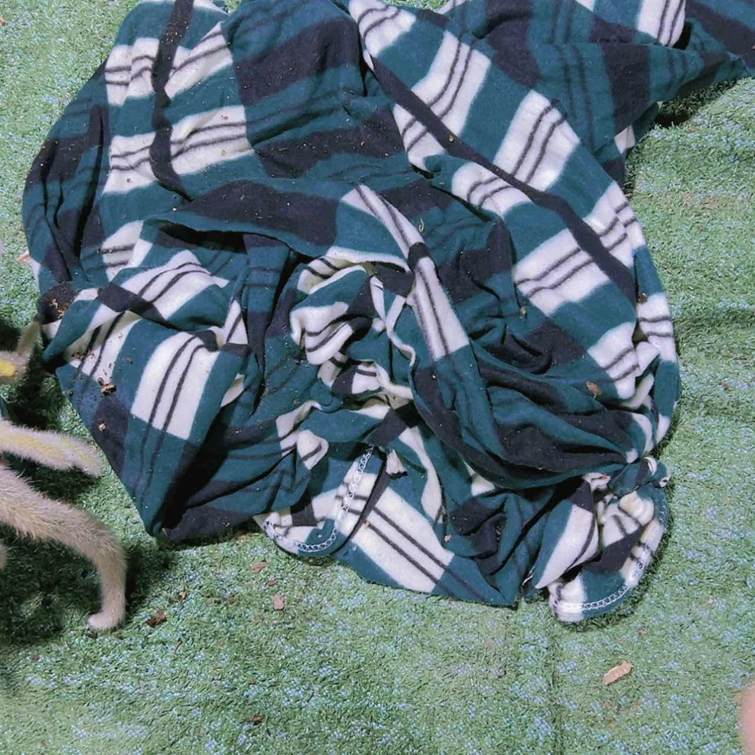 【闪购商品】3条多肉保暖棉